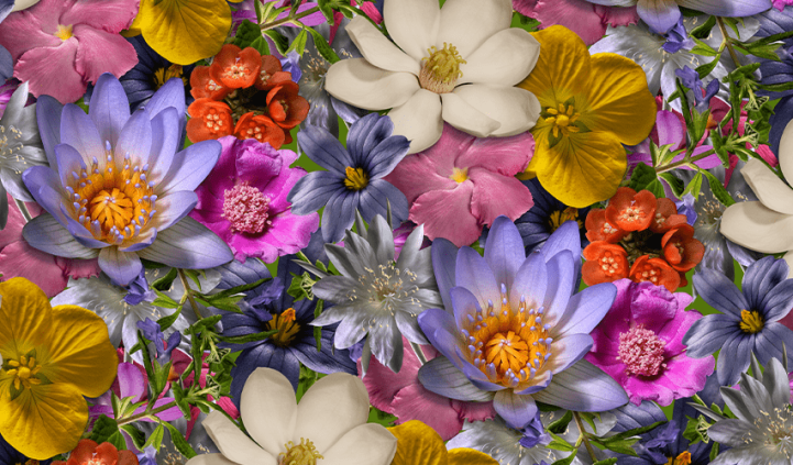 Inica_Petalosycolores_Website_home-min